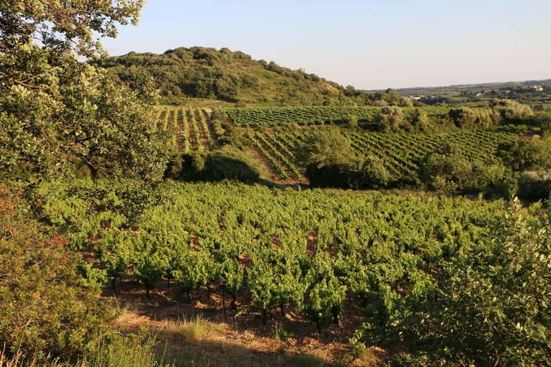 Mas Farchat: Wine tasting and tapas in the heart of nature - Tasting the Wines: A Genuine Connection