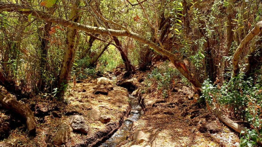 Maspalomas: Barranco de los Cernicalos Rainforest Hike - The Route and Its Highlights