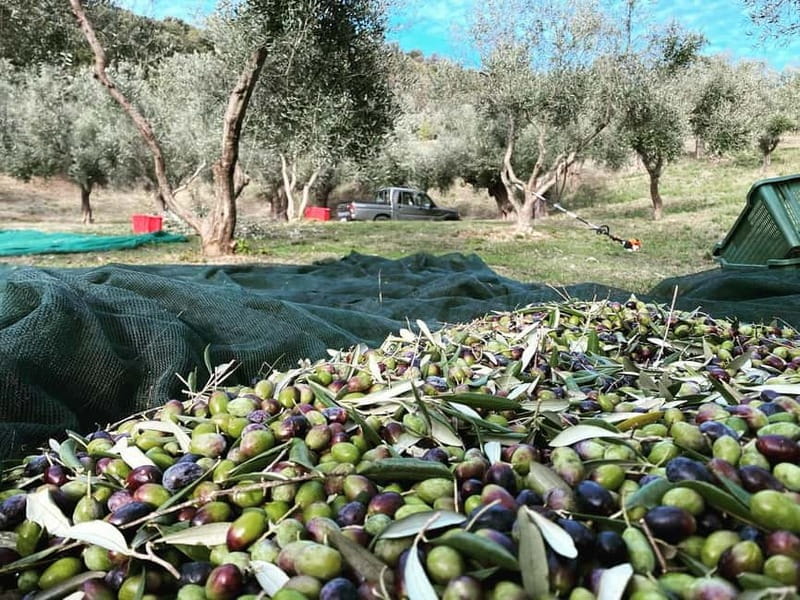 Matera: Olive harvest with brunch and visit to the mill - Price and Logistics