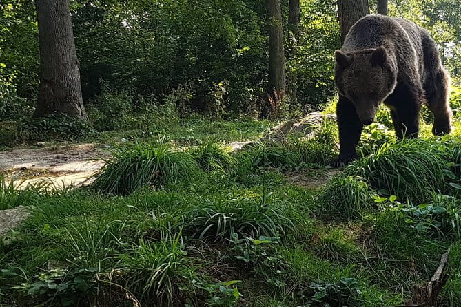 Meet Wild Brown Bears on the Roads to Real Dracula's Fortress - Exploring Romania’s Hidden Gems: A Detailed Tour Review