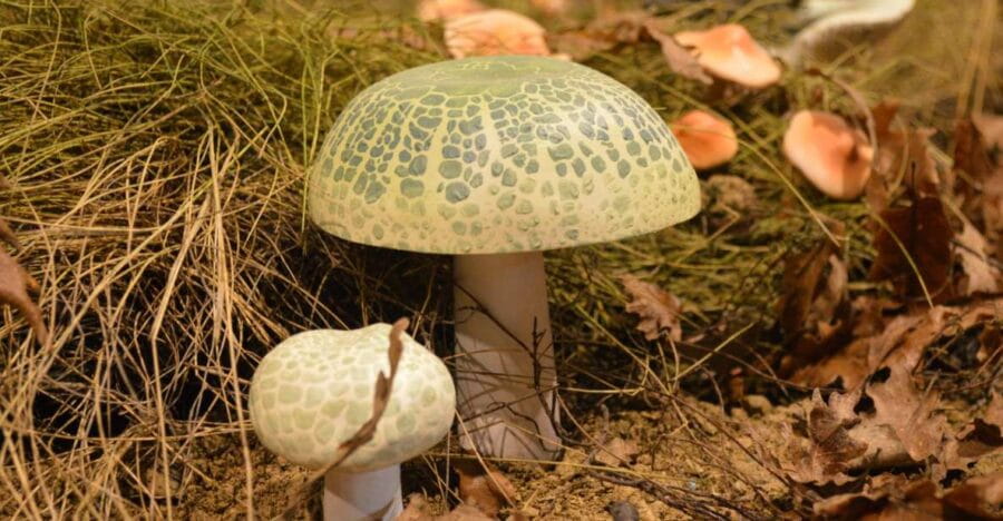 Meteora: Natural History Museum and Mushroom Museum Tour - Who Should Consider This Experience?