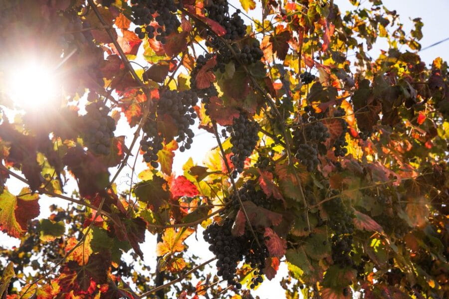 Modena: Balsamic Vinegar Tasting Experience - A Deep Dive into the Modena Balsamic Vinegar Experience