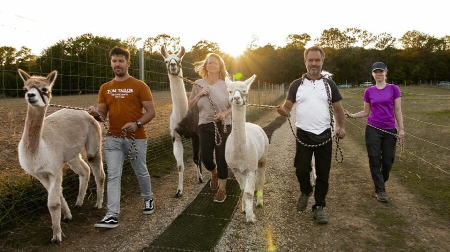 Mödling/Vienna: Scenic Guided Hike with Alpacas and Llamas - Scenic Paths and Internationally Named Animals