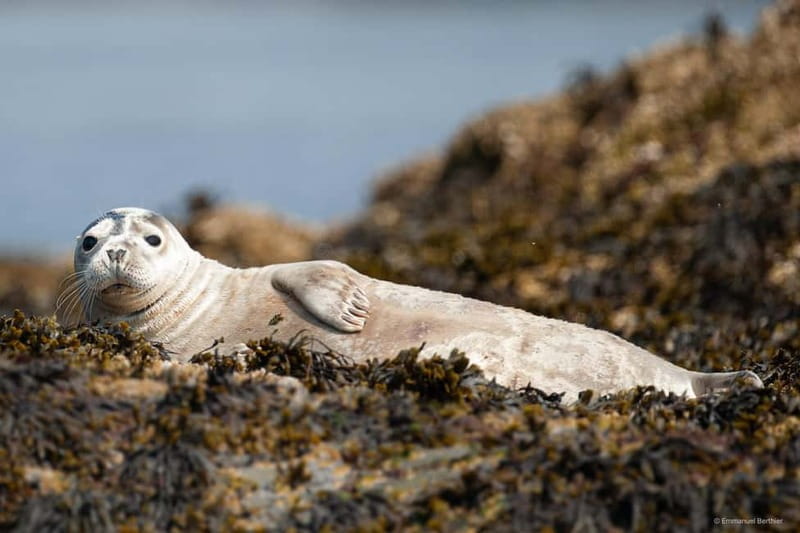 Molène Archipelago: Sea trips departing from Crozon. Seals, dolphins, - Key Points / Takeaways
