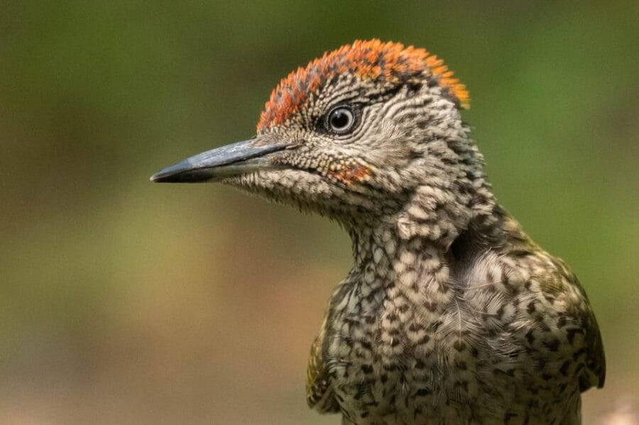 Monferrato: Birdwatching and Wildlife Photography Experience - Discovering the Monferrato Photo Hide: What to Expect