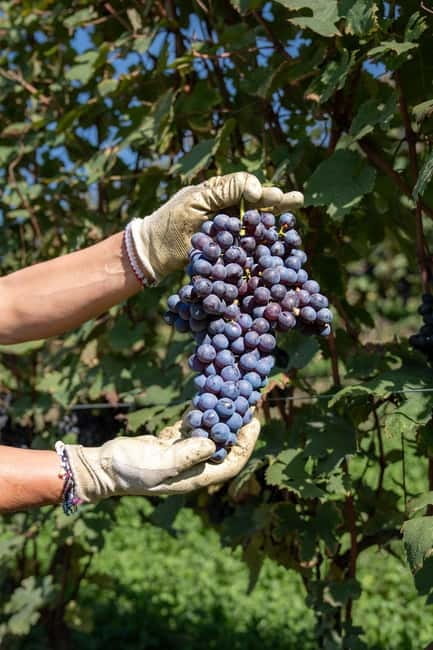 Monforte d'Alba: 7 glasses of Langhe with visit to Winery and Vineyards - Discovering Monforte d’Alba through Wine