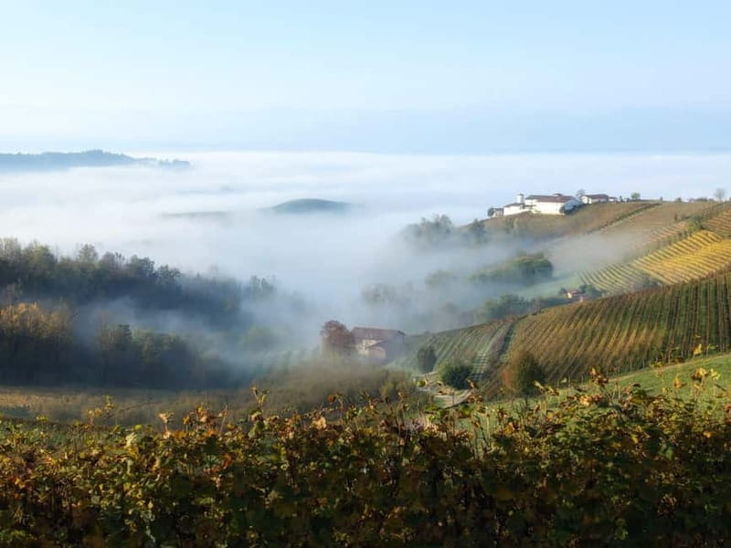 Monforte dAlba: Guided Walking Tour with Wine Tasting - Visiting the Cellar: From Vineyards to Glasses