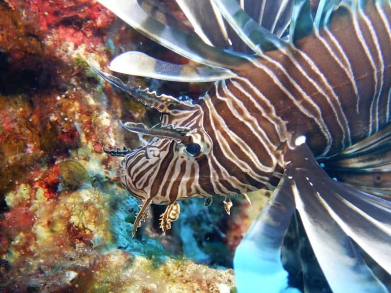 Mononaftis: Certified Scuba Diving - Why Choose Mononaftis? The Value for Travelers