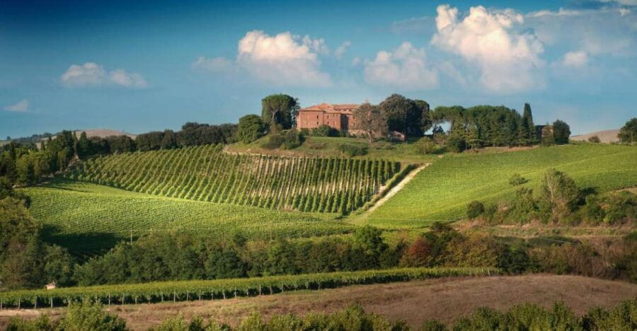 Montalcino: Brunello Wine Tasting Experience - The Guided Walk in the Vineyard