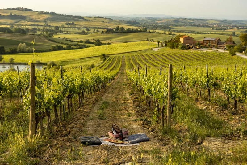 Montalcino: exclusive vineyard picnic with wine - The Sunset and Scenery: A Moment to Remember