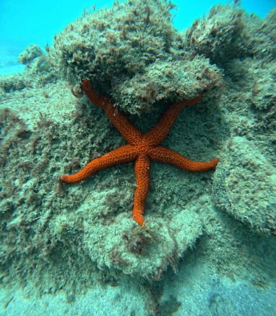 Morro Jable: Snorkeling Adventure - The Underwater Wonders of Morro Jable