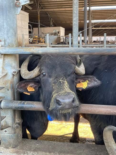 Mozzarella Experience: Tour + Lunch in Paestum's dairy - The value of authentic cheese and farm life in Paestum