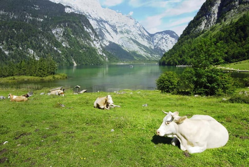 Munich: Private Lake Königssee & Salt Mine Tour with Lunch - Who Will Love This Tour?