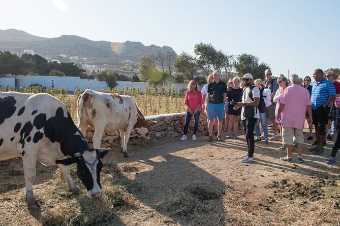 Mykonian Farm Entrance Ticket - What to Expect on Your Visit to Mykonian Farm