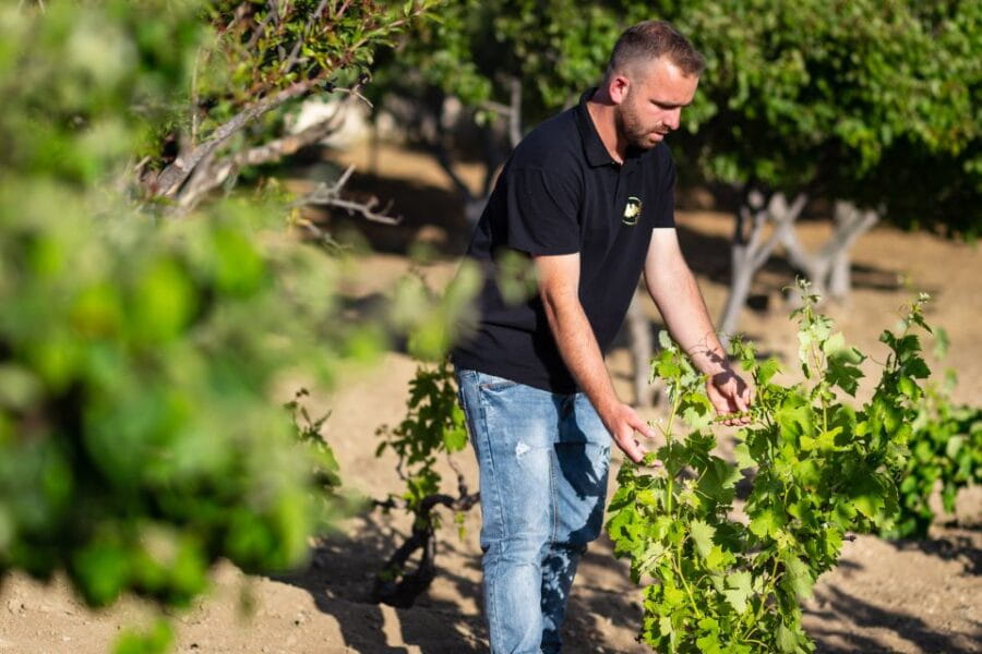 Mykonos: Winery Vineyard Experience with Food & Wine Tasting - Tasting with a View & Live Music