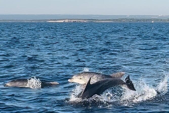 National Park Brijuni Tour from Pula with Dolphins, Sunset&Dinner - What to Expect During the 3-Hour Cruise