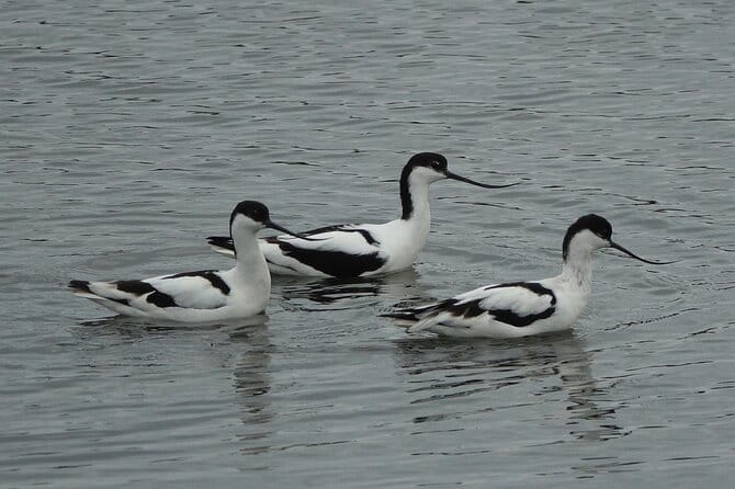Nature walk to discover Noirmoutier and its charms - What to Expect During the 3-Hour Walk