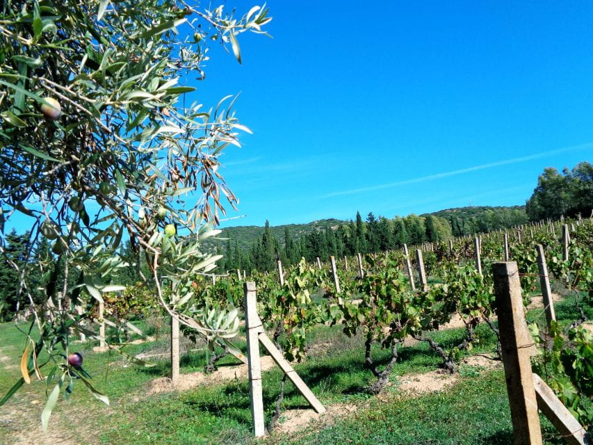 Near Cagliari: The World of Natural Wine at "In Our Garden" - Logistics and Practical Details