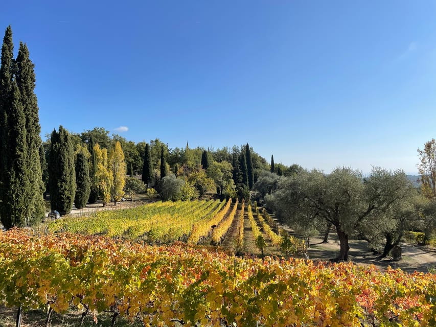 Nice: Full-Day Côtes de Provence Wine Tour - Tasting the Heart of Provence