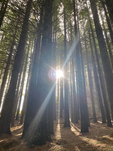 North-East Madeira Jeep Safari Tour for the Nature Lovers - A Deep Dive Into the Madeira Jeep Safari Experience