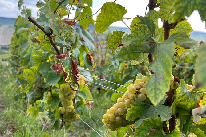 Not Your Average Champagne Tour - Day Trip From Paris (Private) - Transportation, Timing, and Group Size