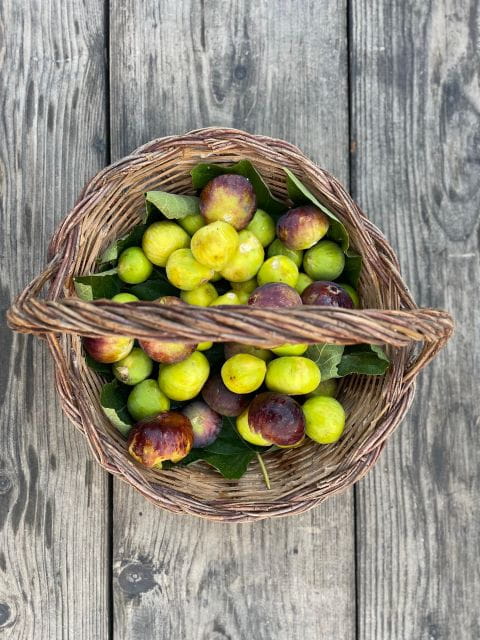 Noto: Farm to Fork in Sicily - Cooking Class in a Farm - Entering the Heart of Sicilian Agriculture
