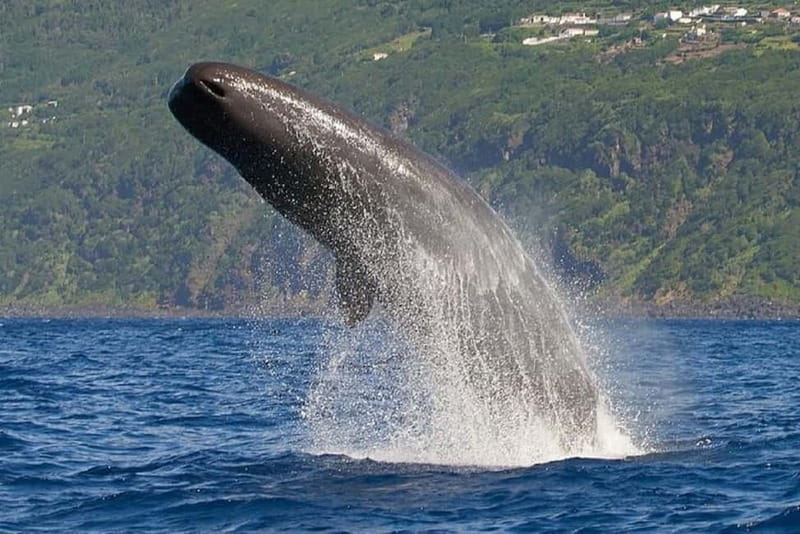 Observation of whales and dolphins in island Pico - Itinerary Breakdown: What to Expect