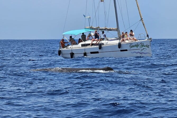 Ocean Pack Tenerife Jet Ski and Yacht Whale Watching - The Guides Make a Difference