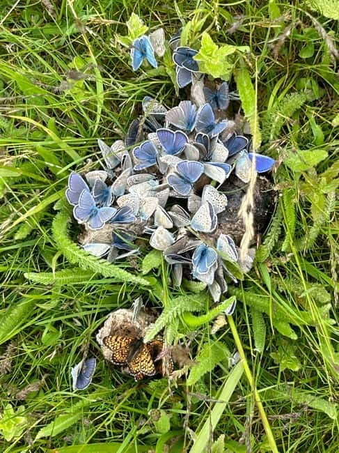 Ohrid and Galiica Jeep safari with BBQ by Lale Tours Ohrid - Discovering the Historic Trenches and War Remnants