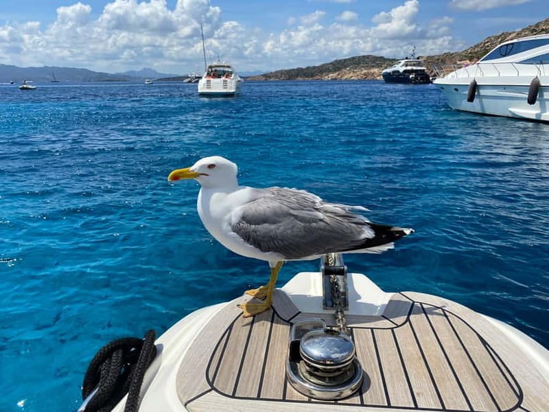 Olbia: Boat tour to watch Dolphins and snorkeling - Starting the Adventure at Molo Bosazza: Easy Access and Comfortable Boarding