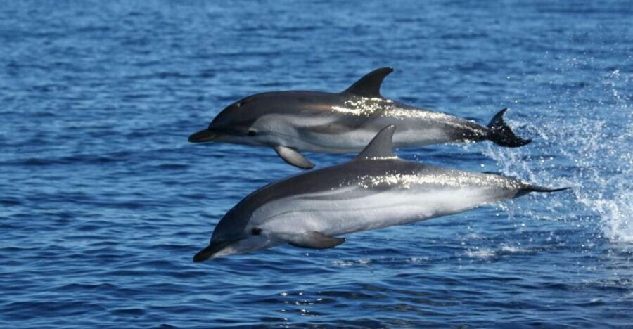 Olbia: Dolphin Watching & Snorkeling Boat Tour near Figarolo - Practical Tips for Your Dolphin and Snorkel Adventure