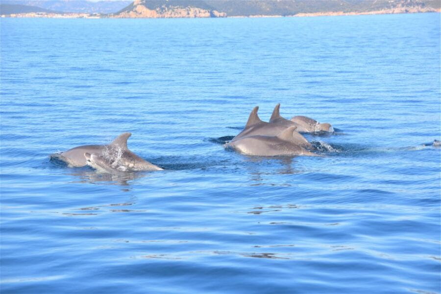 Olbia: Dolphin Watching Tour with Figarolo Island Snorkeling - Snorkeling and Scenic Stops