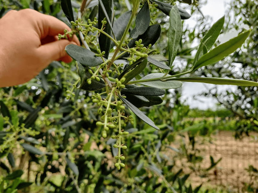 Olive Mill Tour and Tasting in the Padua Hills - Who Should Consider This Experience