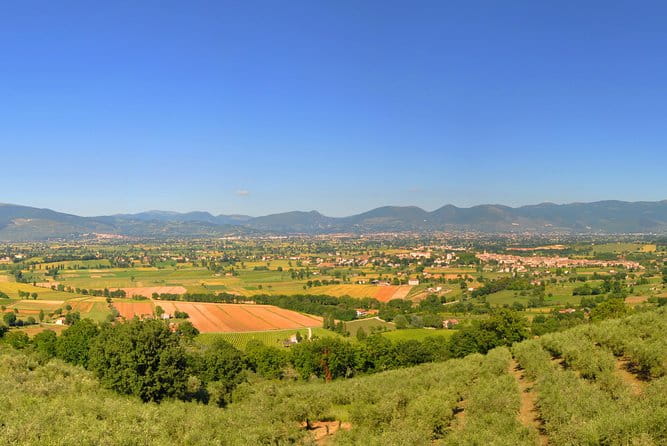 Olive oil tasting with oil mill tour in Umbria. - The Taste of Umbrian Excellence