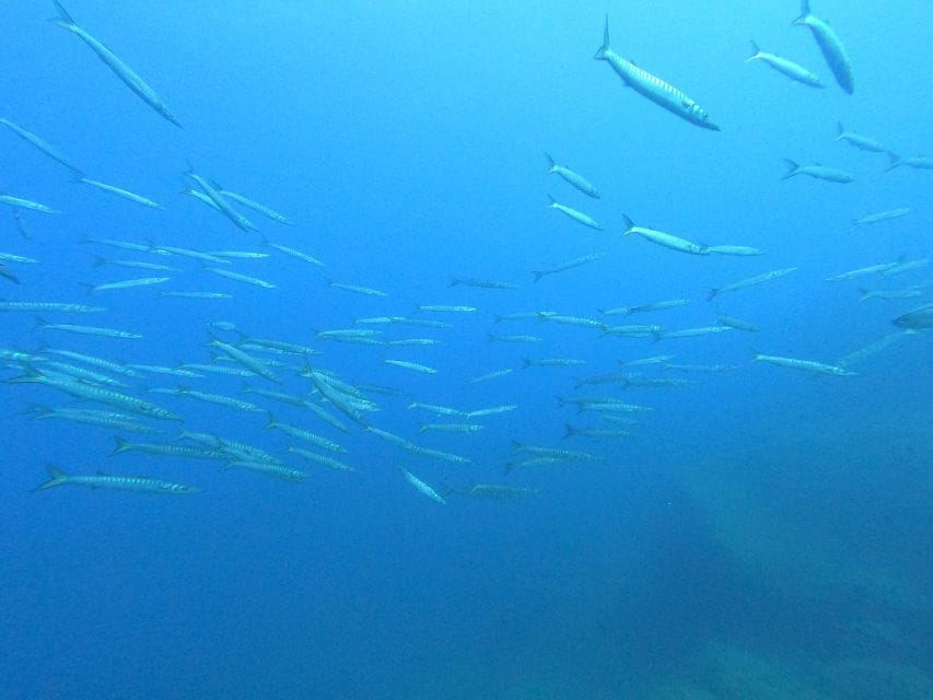 Open Water Diver 1st level course in Villasimius - The Practical Aspects: What You Need to Know