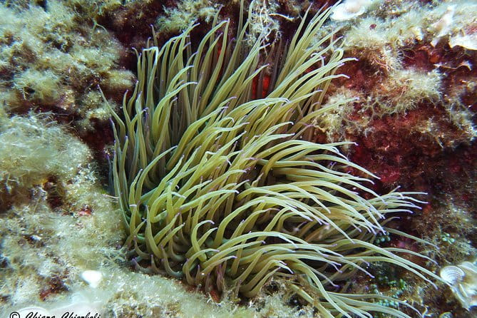 Open Water Diver course - Who Should Consider This Course?