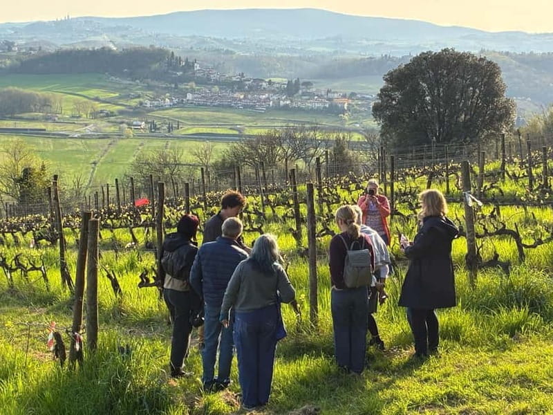 Organic Wine and Food Tasting at Historic Fattoria Majnoni - Entering the Heart of Tuscan Winemaking