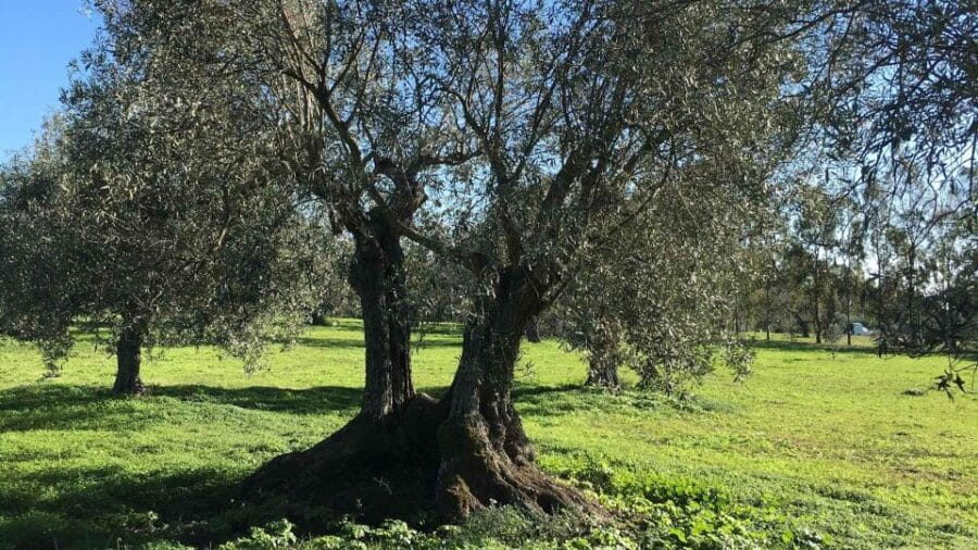 Oristano: Olive Tree Grove Guided Visit with Tasting - The Sum Up