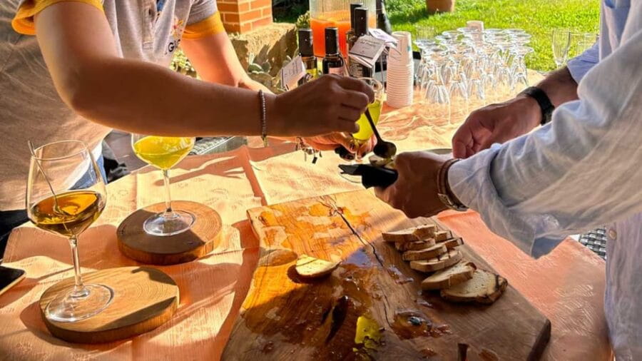 Oristano: visit a farm with oil tasting - Learning to Recognize Extra Virgin Olive Oil