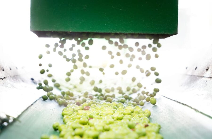 "Oro Bailén": Tour of Oro Bailen Grove + Mill + Tasting - What to Expect at Each Step