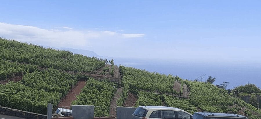 Orotava Valley: wine as a product of heroes - Price and Logistics: What You Need to Know
