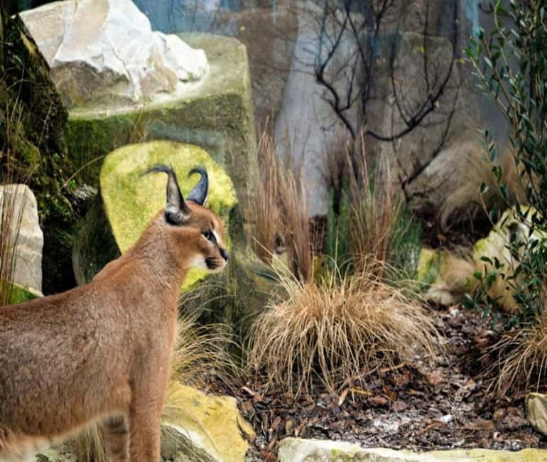 Paris: Ménagerie Zoo of Jardin des Plantes Entrance Ticket - How the Visit Is Structured