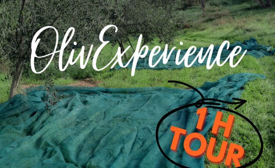 Passeggiando nell'uliveto: come nasce l'olio extrav d'oliva? - Why This Experience Delivers Great Value