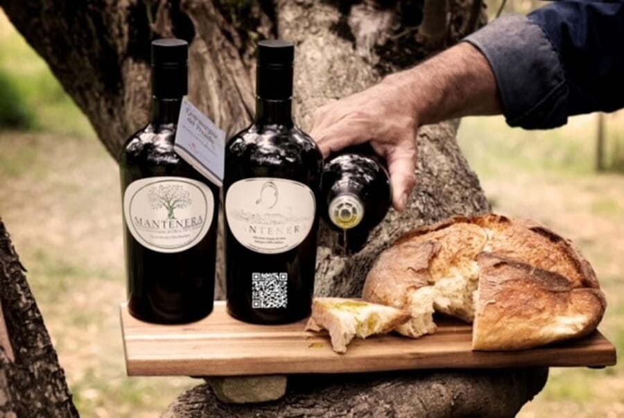Pic Nic in centuries-old olive grove in Matera - Exploring the Olive Grove Picnic Experience