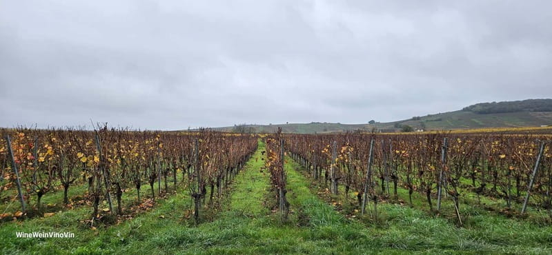 Pinot Noir & Pinot Wine Tour to Baden-Württemberg - Who Should Consider This Tour?