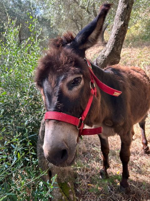Pisa: Private Home-made Pasta Cooking Class - The Art of Making Pasta: A Truly Hands-On Approach