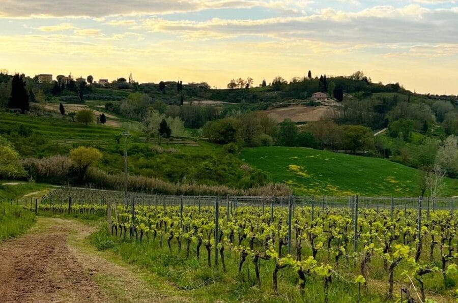 Pisa: Winery Tour and Wine Tasting with Local Food Pairing - Entering Tuscany’s Wine World: The Itinerary in Detail