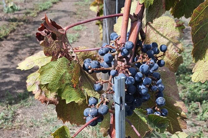 Pompeii & Wine Tour from Sorrento (tickets & lunch not included) - The Pompeii Experience: Walking Among Ancient Stones