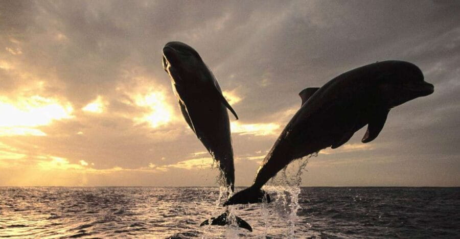 Pore: Private Snorkeling Tour with Dolphin-Watching - Price and Value Analysis