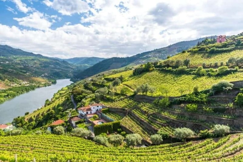Porto: Dão Wineries Tour with Wine Tasting, Lunch and Cheese - What to Expect at Each Stop